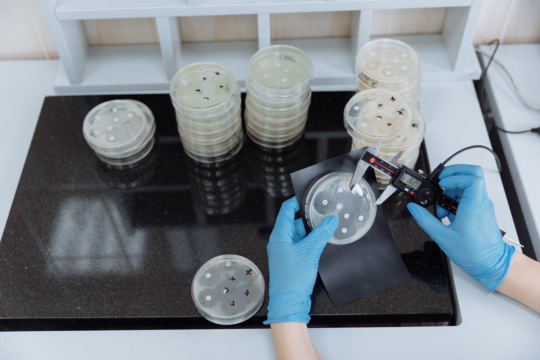 A gloved analyst measures an agar plate with digital calipers beside stacks of culture plates.