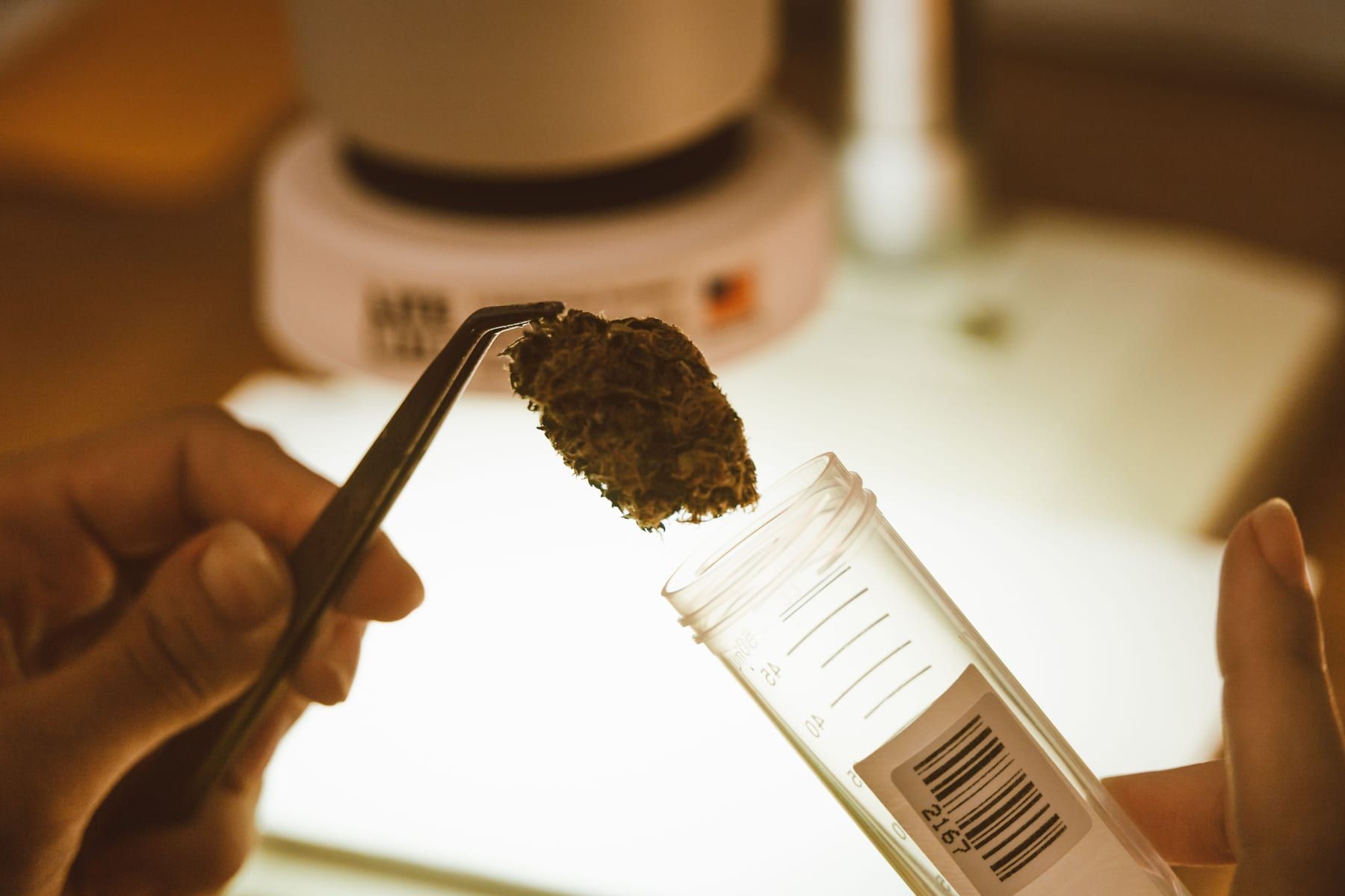 Tweezers place a small cannabis sample into a labeled sample tube.